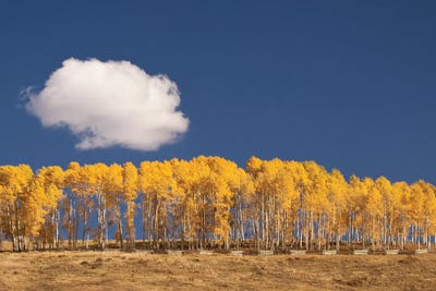 Aspen Cluster by Janet Fikar art print