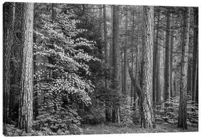 Usa, California, Yosemite, Dogwoods Canvas Art Print