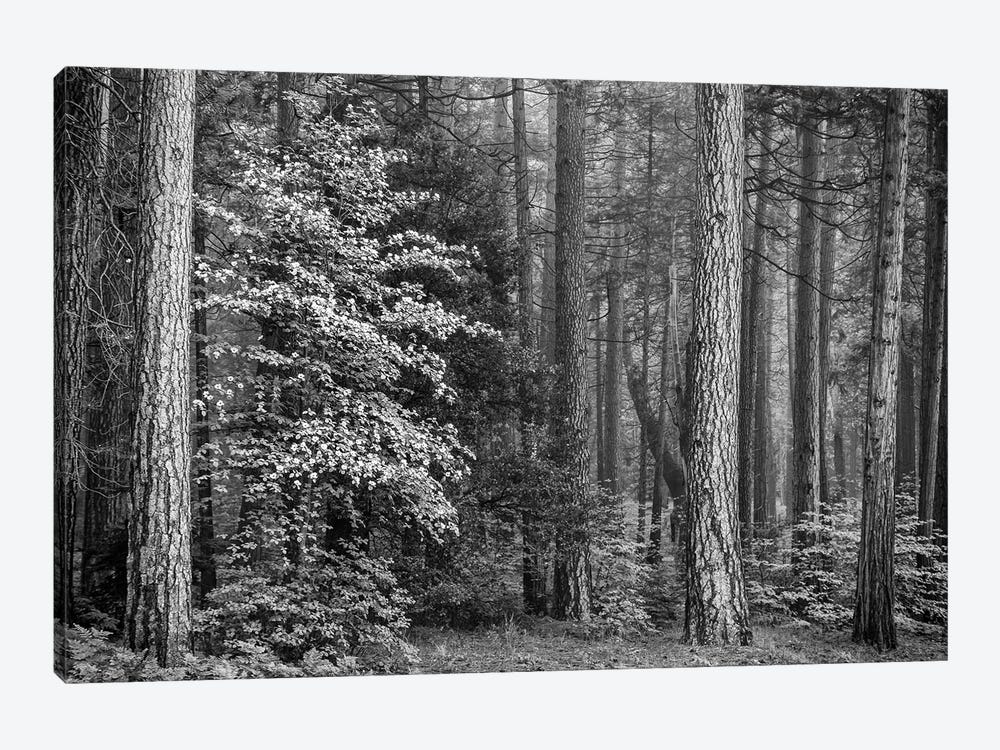 Usa, California, Yosemite, Dogwoods by John Ford 1-piece Canvas Print