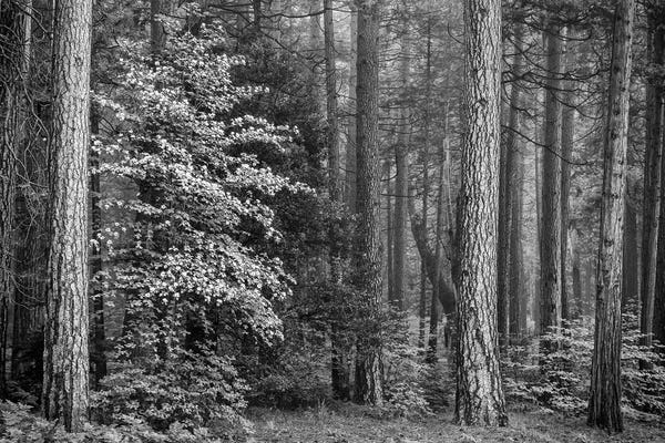 John Ford: Usa, California, Yosemite, Dogwoods by John Ford