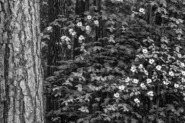 John Ford: Usa, California, Yosemite, Dogwoods by John Ford