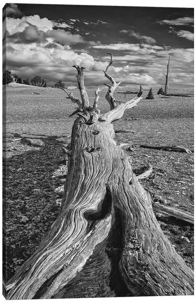 Usa, Eastern Sierra, White Mountains, Bristlecone Pines Canvas Art Print - Desert Landscape Photography