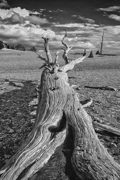 Sierra Nevada: Bristlecone Pines I. USA, Eastern Sierra, White Mountains. by John Ford