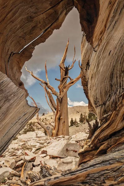 Bristlecone Pines III. USA, Eastern Sierra, White Mountains. by John Ford framed canvas print