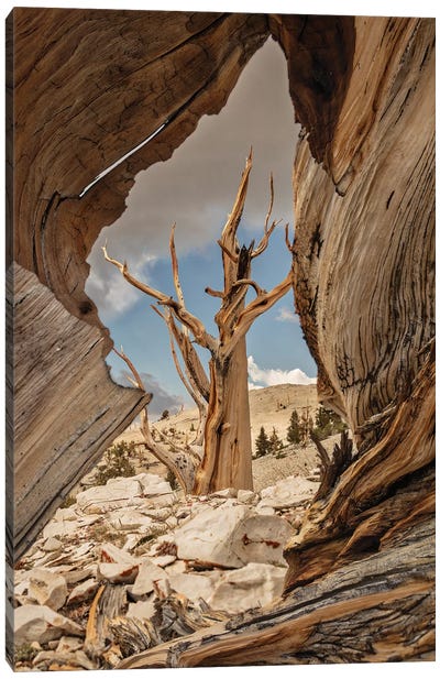Usa, Eastern Sierra, White Mountains, Bristlecone Pines Canvas Art Print