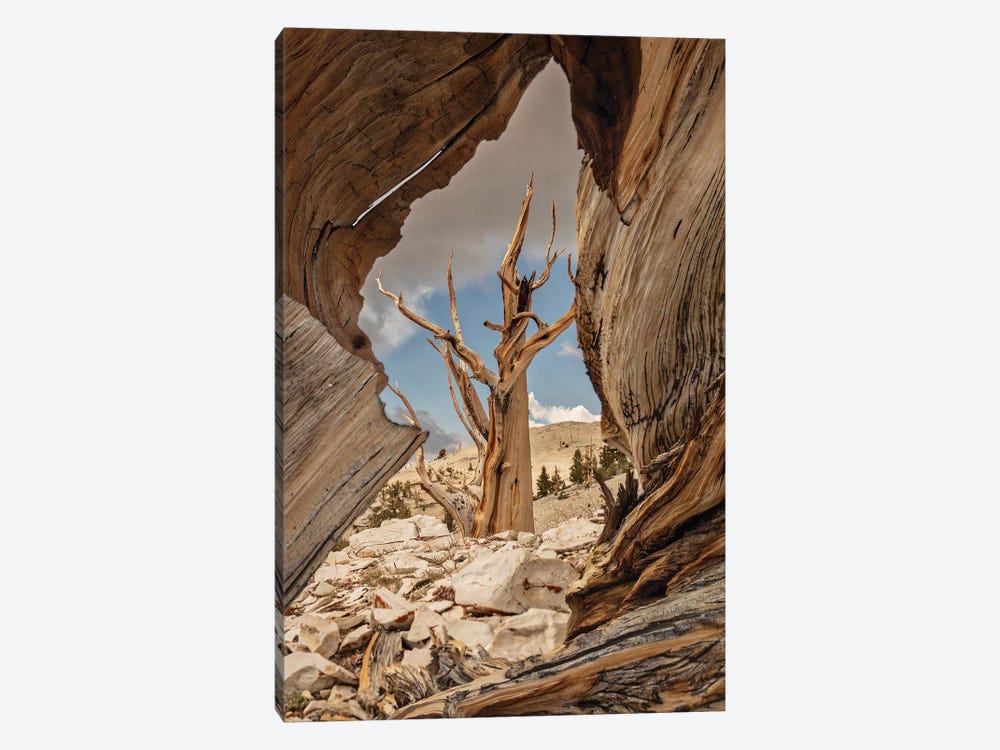 Usa, Eastern Sierra, White Mountains, Bristlecone Pines by John Ford 1-piece Canvas Artwork