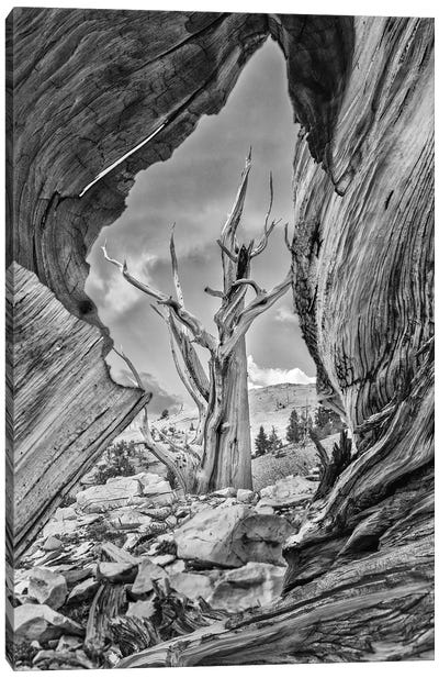 Usa, Eastern Sierra, White Mountains, Bristlecone Pines Canvas Art Print - Canyon Art