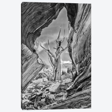 Usa, Eastern Sierra, White Mountains, Bristlecone Pines Canvas Print #JFO66} by John Ford Canvas Art