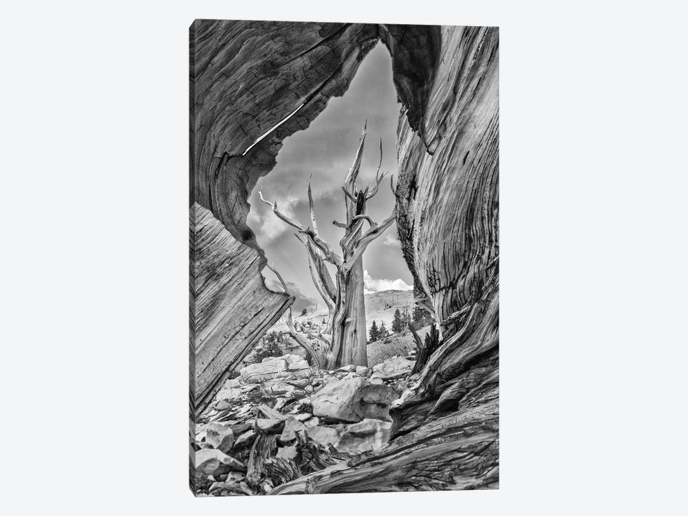 Usa, Eastern Sierra, White Mountains, Bristlecone Pines by John Ford 1-piece Canvas Print