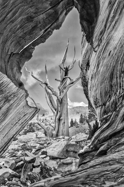 Sierra Nevada: Usa, Eastern Sierra, White Mountains, Bristlecone Pines by John Ford