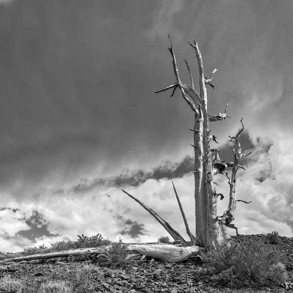 Sierra Nevada: Bristlecone Pines II. USA, Eastern Sierra, White Mountains. by John Ford