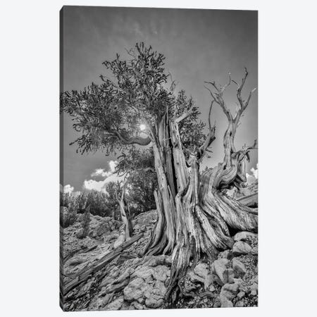 Usa, Eastern Sierra, White Mountains, Bristlecone Pines Canvas Print #JFO68} by John Ford Canvas Print