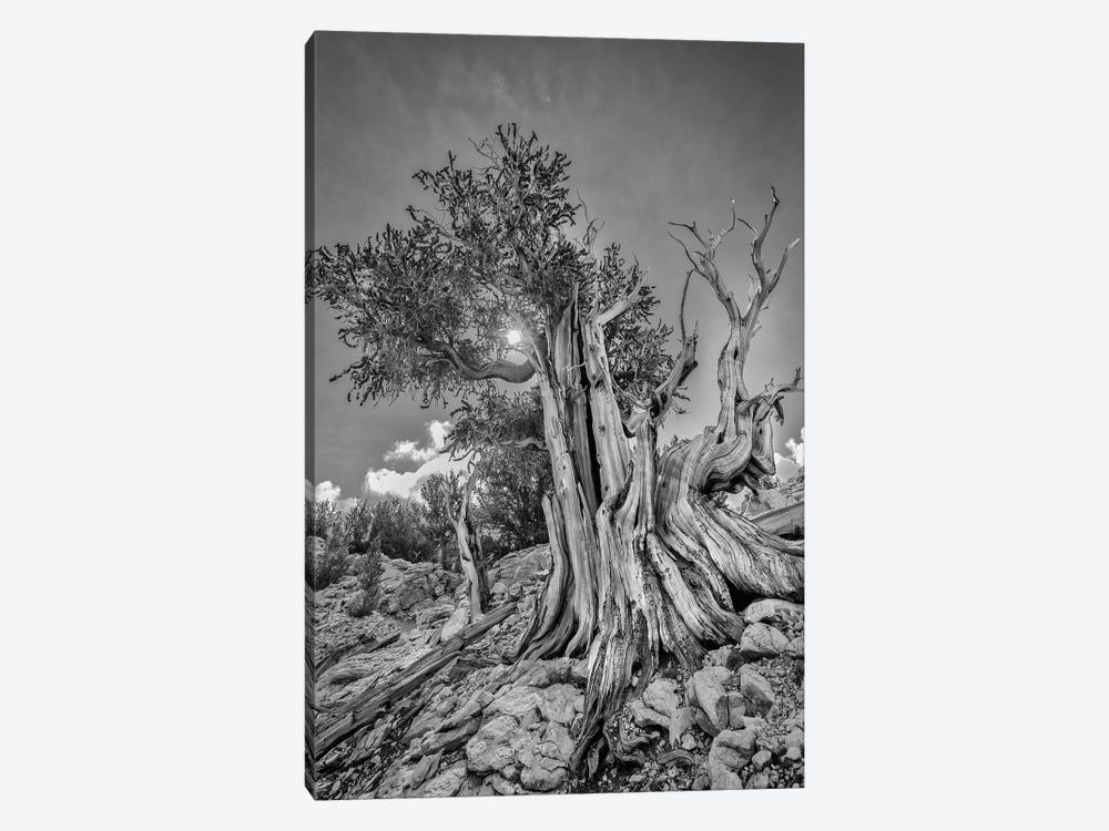 Usa, Eastern Sierra, White Mountains, Bristlecone Pines by John Ford 1-piece Canvas Art Print