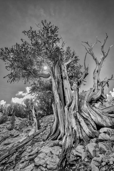 Bristlecone Pines IV. USA, Eastern Sierra, White Mountains.