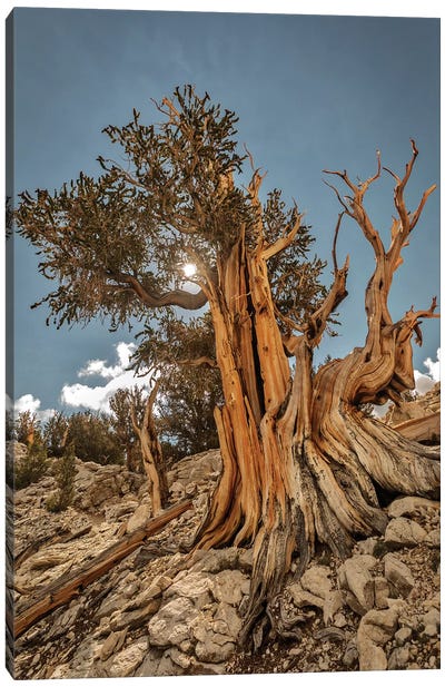 Usa, Eastern Sierra, White Mountains, Bristlecone Pines Canvas Art Print - Sierra Nevada Art