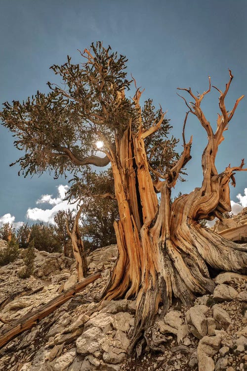 Usa, Eastern Sierra, White Mountains, Bristlecone Pines