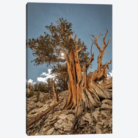 Usa, Eastern Sierra, White Mountains, Bristlecone Pines Canvas Print #JFO69} by John Ford Canvas Print
