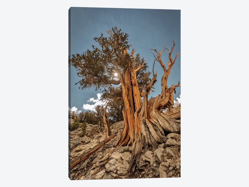 Usa, Eastern Sierra, White Mountains, Bristlecone Pines by John Ford 1-piece Canvas Wall Art