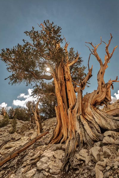 Sierra Nevada: Usa, Eastern Sierra, White Mountains, Bristlecone Pines by John Ford