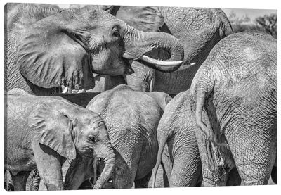 Elephant Family, Amboseli National Park, Africa Canvas Art Print