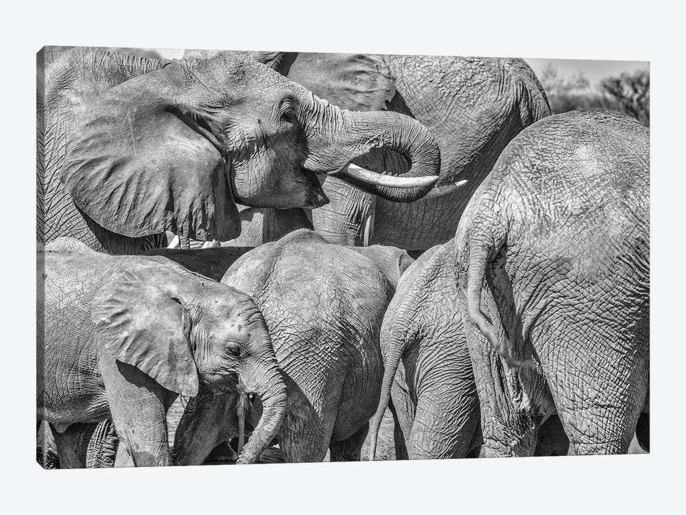 Elephant Family, Amboseli National Park, Africa by John Ford 1-piece Canvas Artwork