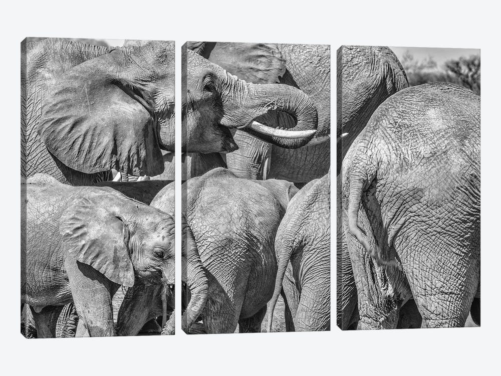 Elephant Family, Amboseli National Park, Africa by John Ford 3-piece Canvas Art