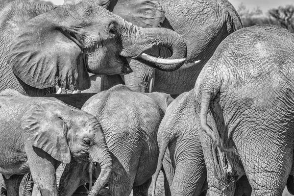John Ford: Elephant Family, Amboseli National Park, Africa by John Ford