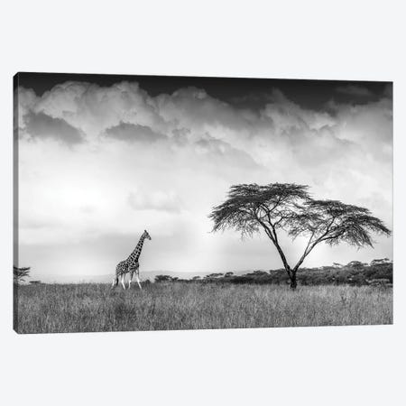 And I Dreamed Of Africa Canvas Print #JFS10} by Jeffrey C. Sink Canvas Artwork