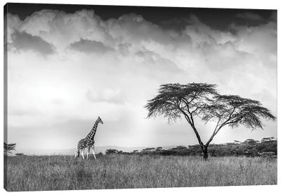 And I Dreamed Of Africa Canvas Art Print