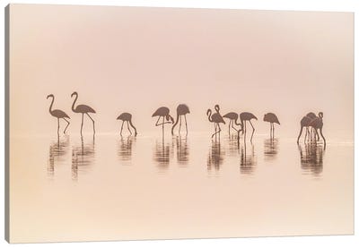 Flamingos In The Mist Canvas Art Print
