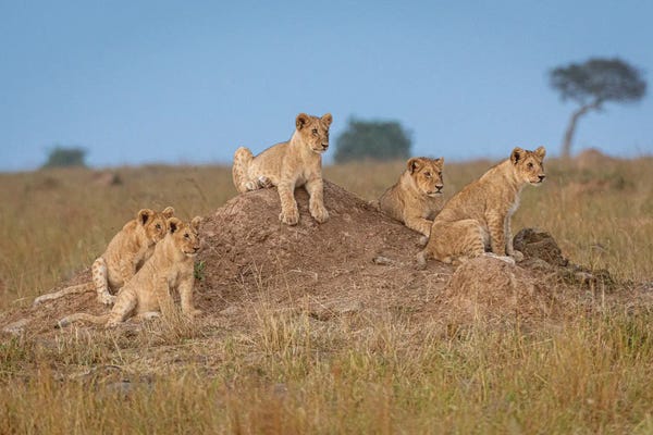 Cheetahs: Awaiting Santa's Arrival by Jeffrey C. Sink