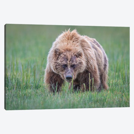 Coming Right At You Canvas Print #JFS27} by Jeffrey C. Sink Canvas Wall Art