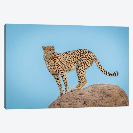 Cheetah In The Blue Hour Canvas Print #JFS35} by Jeffrey C. Sink Canvas Art Print