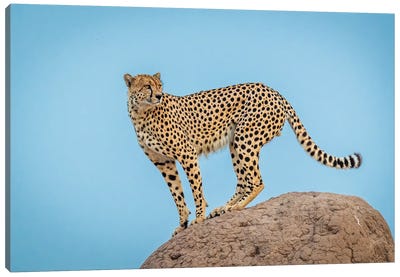 Cheetah In The Blue Hour Canvas Art Print