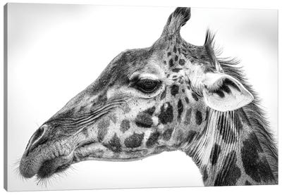 Maasai Giraffe Canvas Art Print