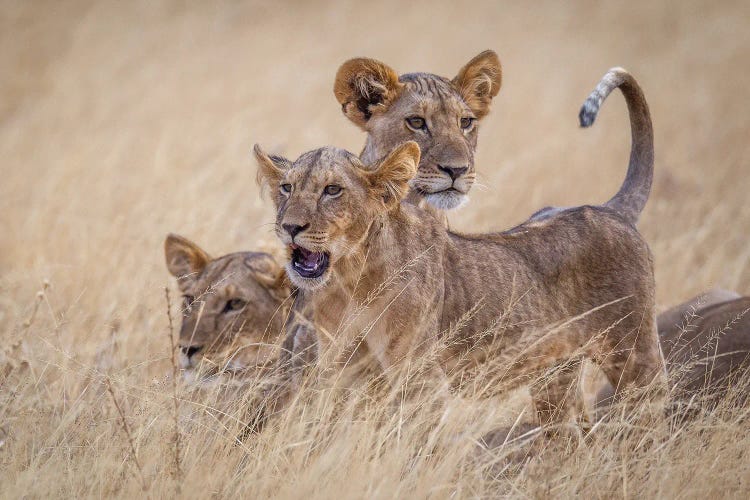 Boys At Play