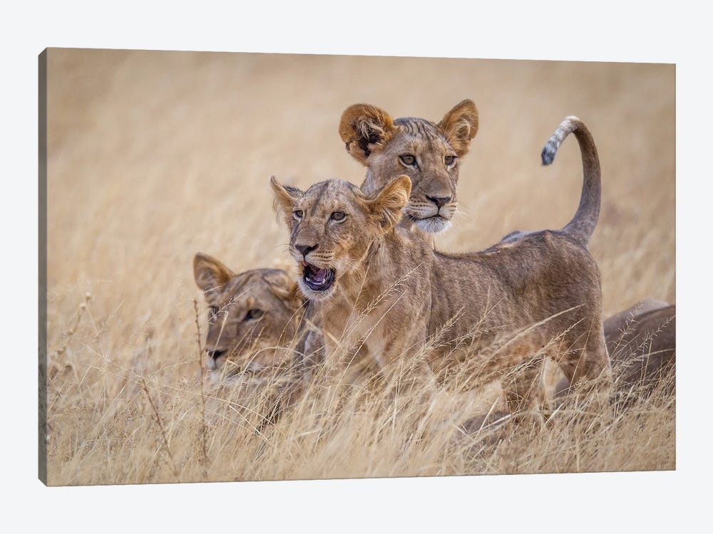 Boys At Play by Jeffrey C. Sink 1-piece Canvas Wall Art
