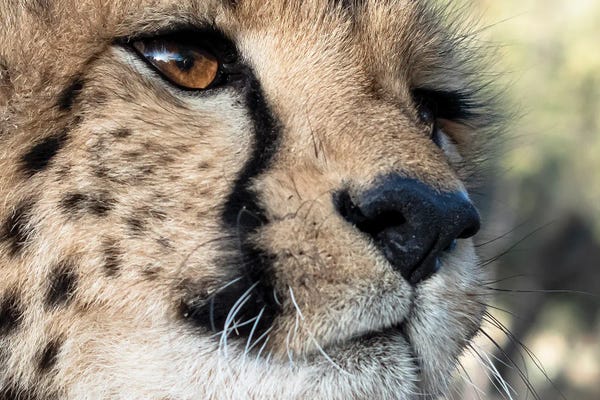 Cheetahs: Rescued Cheetah, Otjiwarongo In Namibia, Africa by Jennifer Leigh Warner