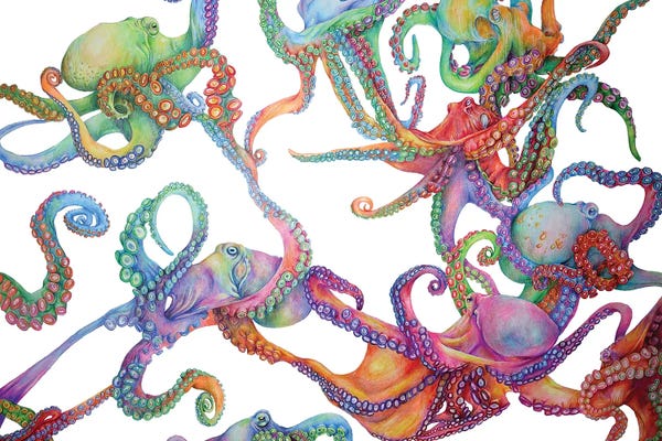 Octopi: Octopus by Jamie Forbes