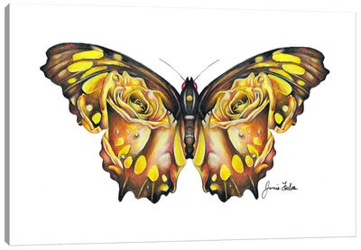 Butterfly Canvas Art Print - Jamie Forbes
