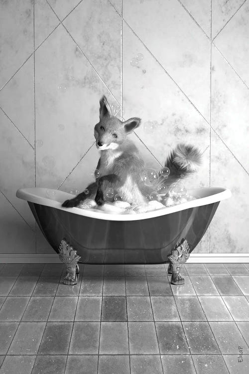 Fox In Tub