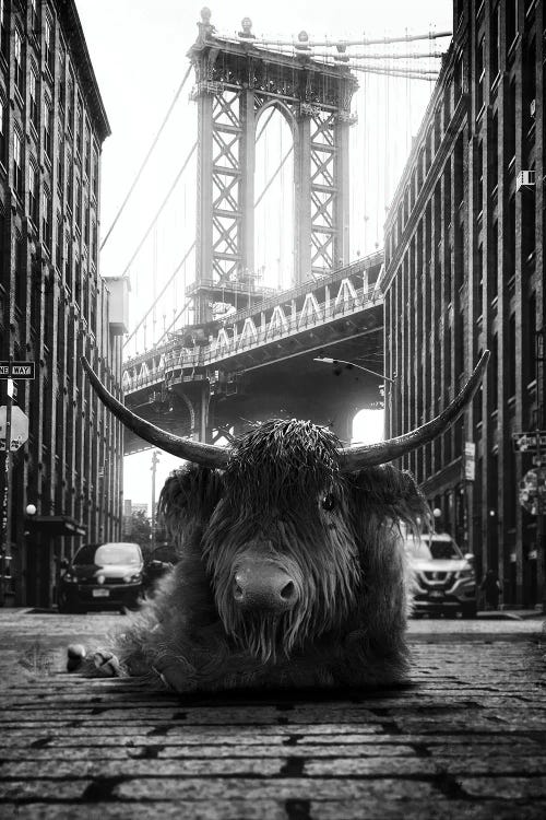 Highland Cow In The Street by Jauffrey Philippe wall art