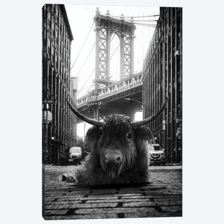 Highland Cow In The Street Canvas Print #JFY2} by Jauffrey Philippe Art Print