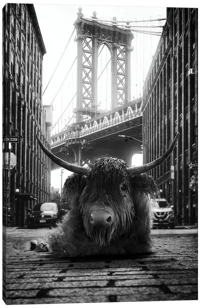Highland Cow In The Street Canvas Art Print - Black & White Cityscapes