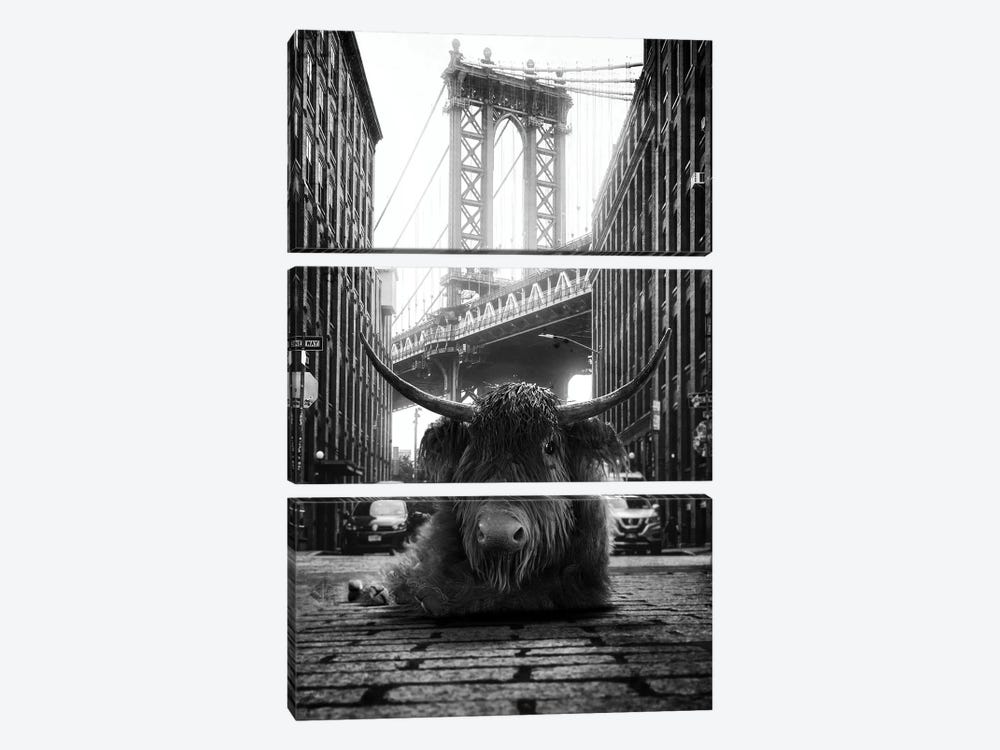 Highland Cow In The Street by Jauffrey Philippe 3-piece Canvas Print