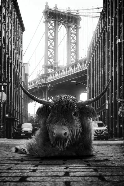 Bridges: Highland Cow In The Street by Jauffrey Philippe