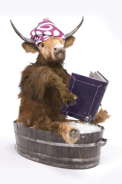 Reading: Highland Cow In The Bathroom by Jauffrey Philippe