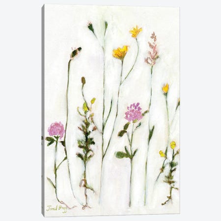 Chamomile, Clover And Dandelion Canvas Print #JGG3} by Janel Bragg Canvas Print