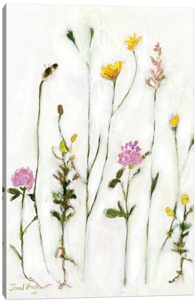 Chamomile, Clover And Dandelion Canvas Art Print
