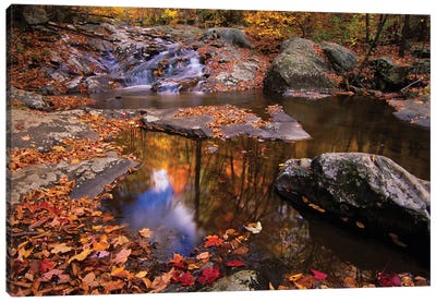 Autumn Landscape, Whiteoak Canyon, Shenandoah National Park, Virginia, USA Canvas Art Print